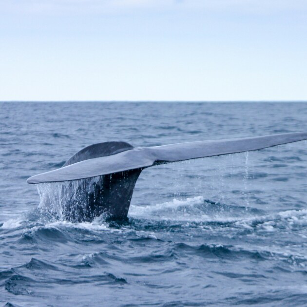 Mirissa Whale Watching Day Tour